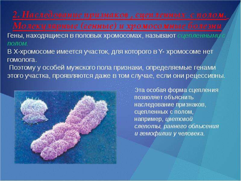 Презентация на тему признаки сцепленные с полом