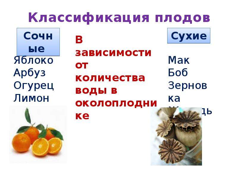 Плоды классификация плодов. Плоды классификация. Классификация плодов растений. Классификация плодов таблица.