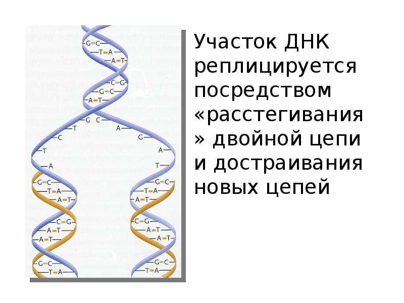 Участок днк. Биосинтез белка презентация Пименов. Участок цепи ДНК. Специфические участки ДНК.