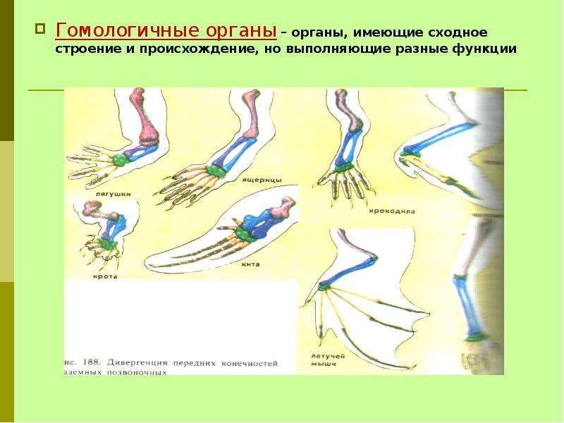 Органы сходные по общему плану строения и происхождению но выполняющие разные функции называются