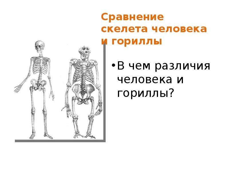 В чем сходство скелета человека и млекопитающих. Строение скелета человека. Скелет для презентации. Строение скелета человека схема. Строение скелета рисунок.