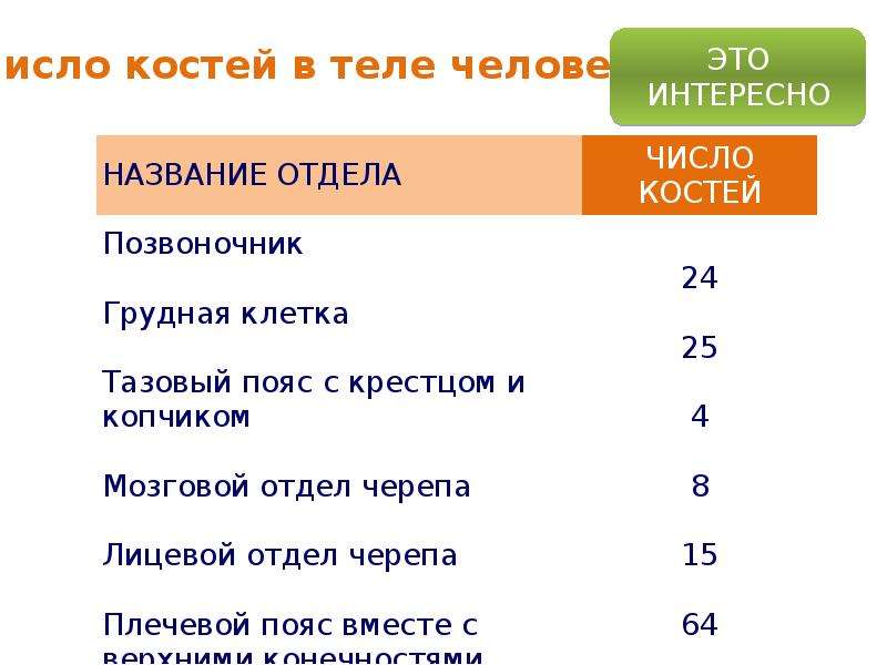 Число костей. Сколько костей в организме человека. Количество костей у человека. Количество костей туловища. Число костей в теле человека.