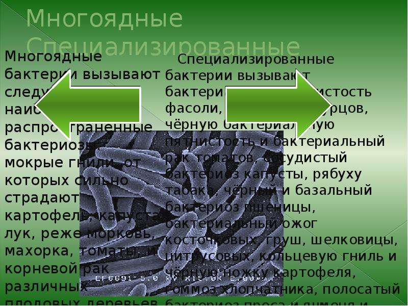 Выберите три заболевания вызванные бактериями. Болезни растений вызываемые бактериями. Заболевания растений вызванные бактериями. Сообщение "заболевания вызываемые бактериями". Болезни растений вызываемые бактериями примеры.