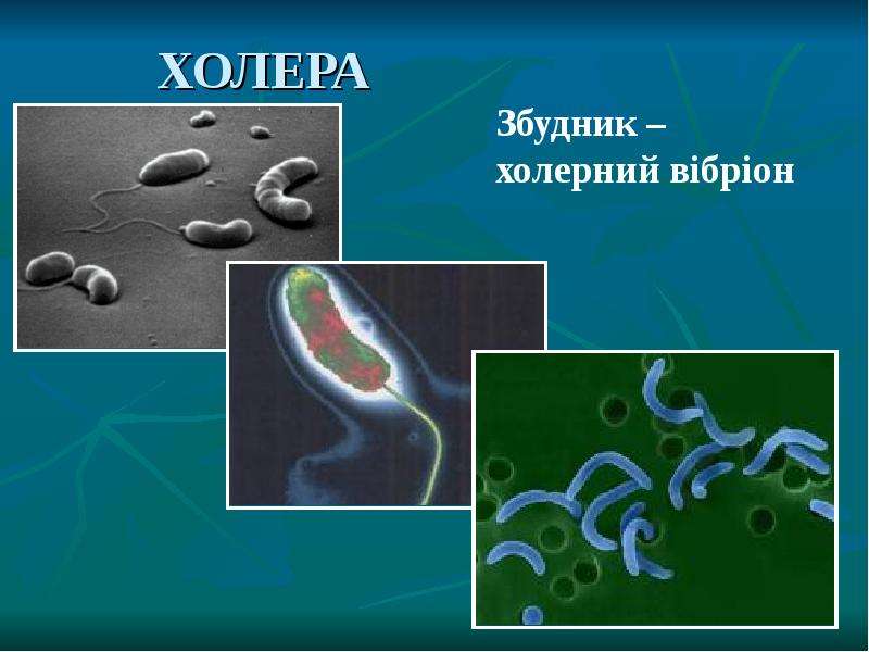 Презентация на тему холера