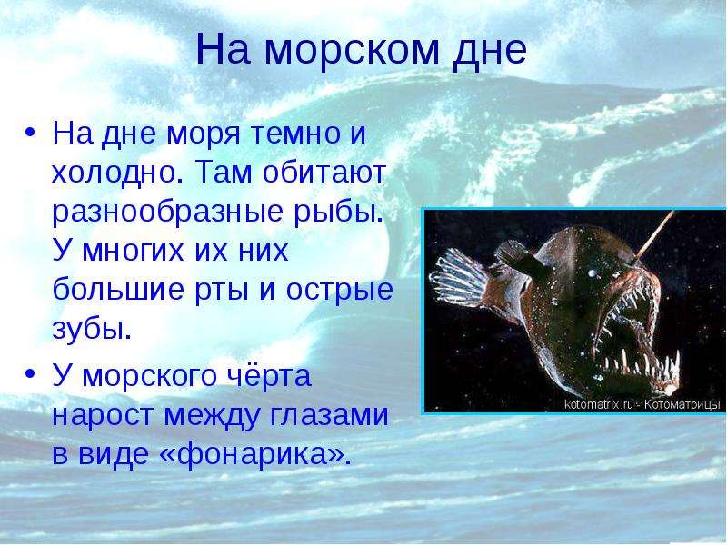 Там на дне. Презентация на тему на дне морском. Сообщение про морского черта. Доклад про морского черта. Морской черт доклад.