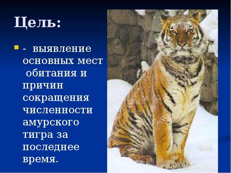Цель: - выявление основных мест обитания и причин сокращения численности амурского тигра за последне