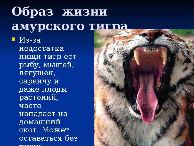 Образ жизни амурского тигра Из-за недостатка пищи тигр ест рыбу, мышей, лягушек, саранчу и даже плод