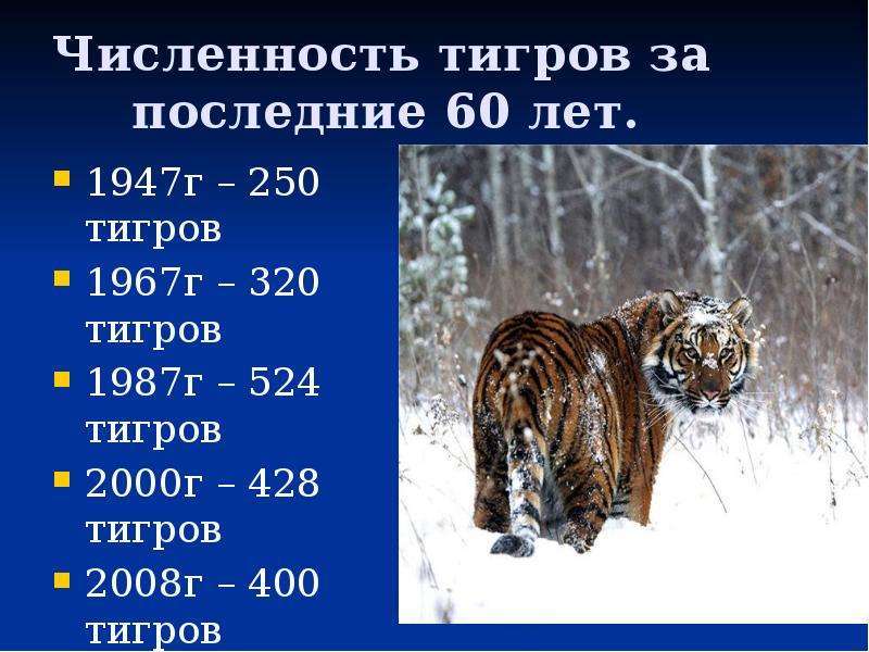 Численность тигров за последние 60 лет. 1947г – 250 тигров 1967г – 320 тигров 1987г – 524 тигров 200