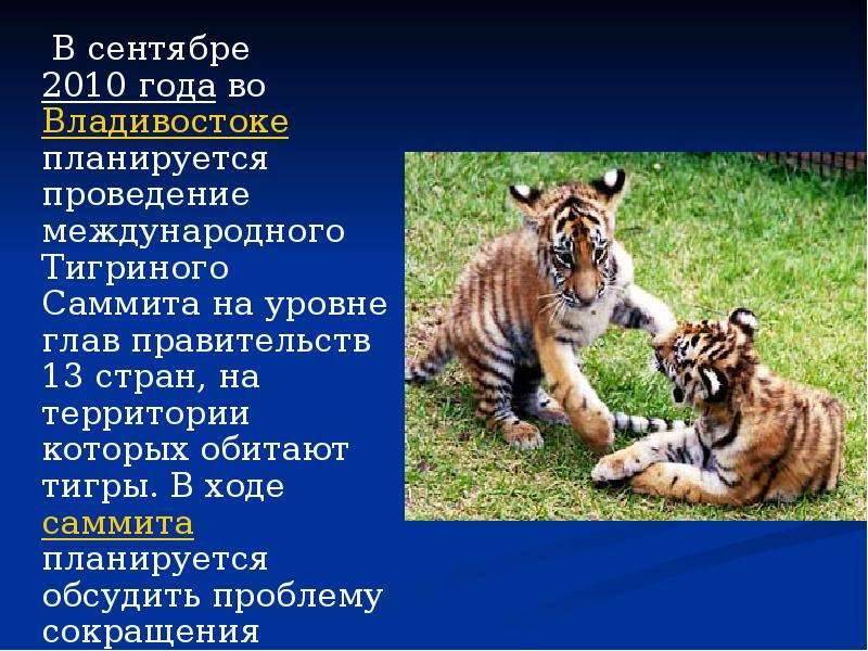 В сентябре 2010 года во Владивостоке планируется проведение международного Тигриного Саммита на уров