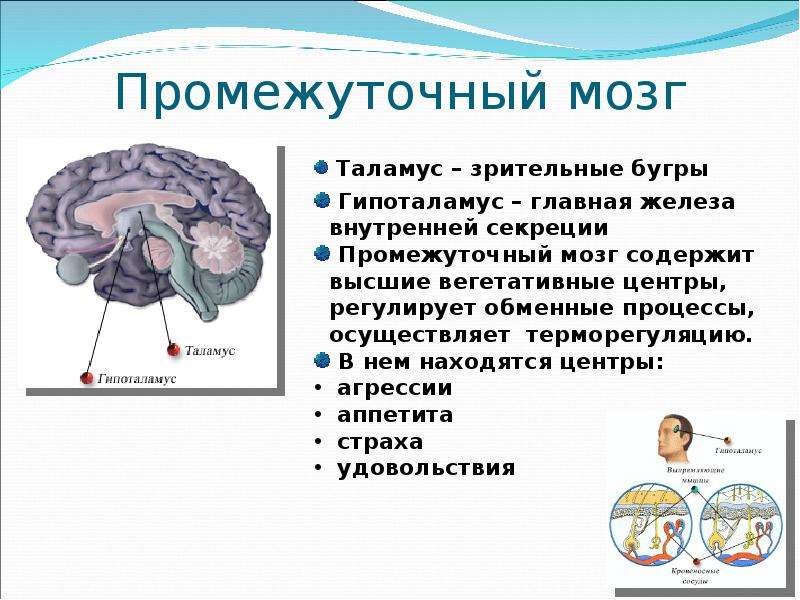 Границы мозга. Промежуточный мозг анатомия строение. Рефлекторная функция промежуточного мозга. Схема строения промежуточного мозга.