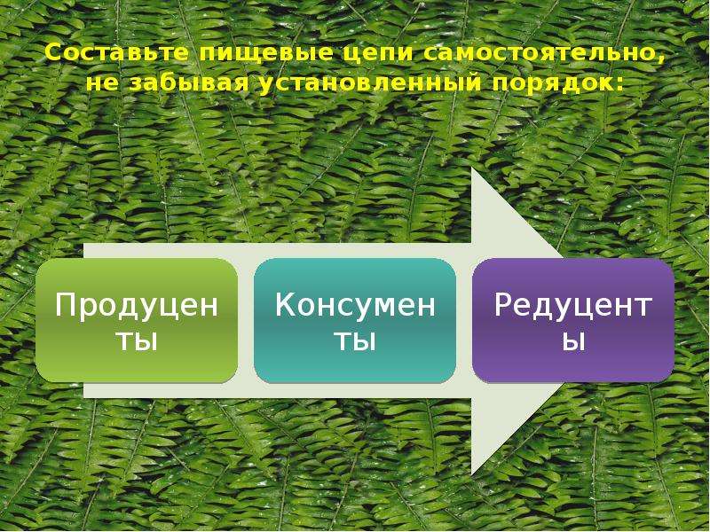 Широколиственный лес как природное сообщество организмов. Торфяная цепочка широколиственного леса.