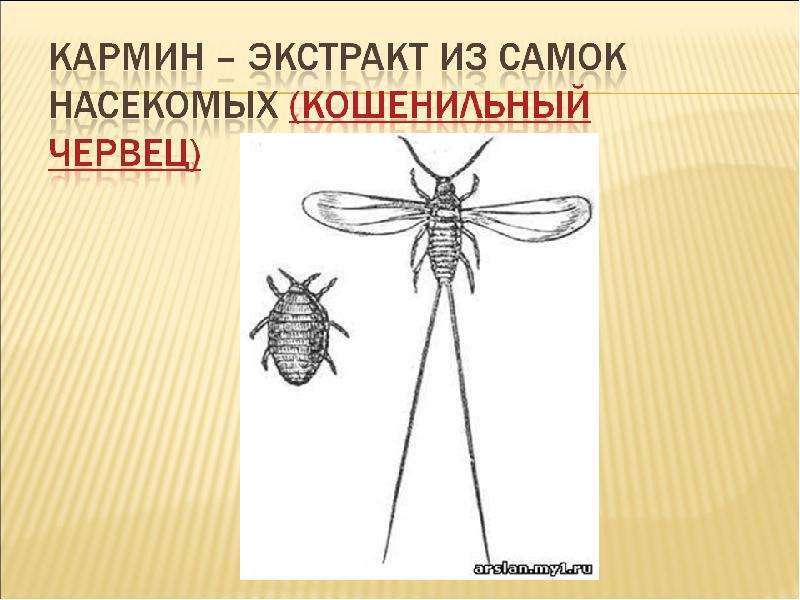 Синантропные насекомые это. Кармин из какого насекомого. Кошенильный червец. Насекомое источник Кармина.