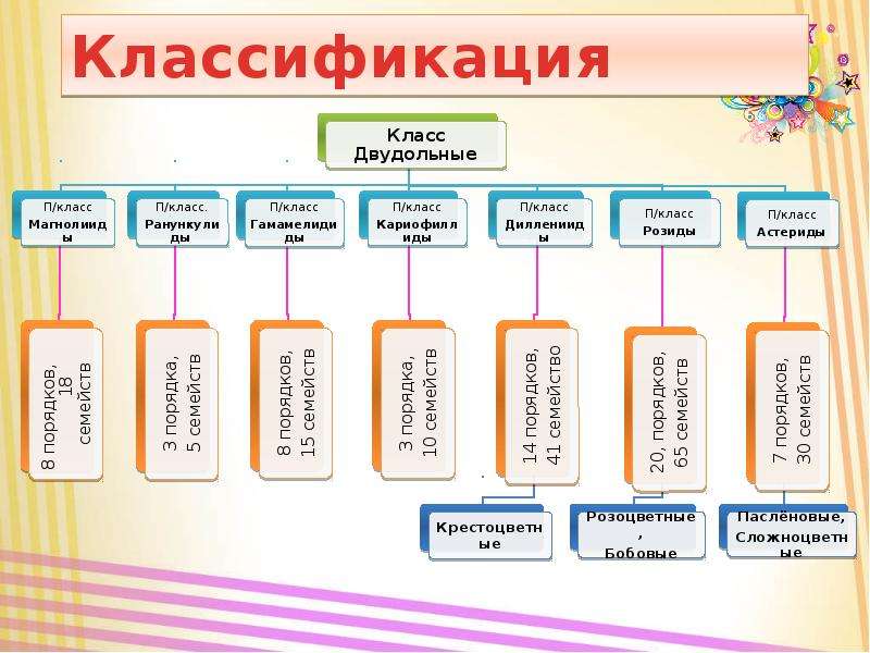 Классификация 6 класс. Класс двудольные систематика. Систематика растений класс двудольные. СИСТЕМАТИКАКЛАСС двудольных. Классификация класса двудольные.