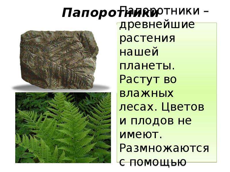 Папоротники образуют каменный уголь. Древние растения. Древний папоротник. Древние Папоротникообразные. Каменный уголь из папоротников.