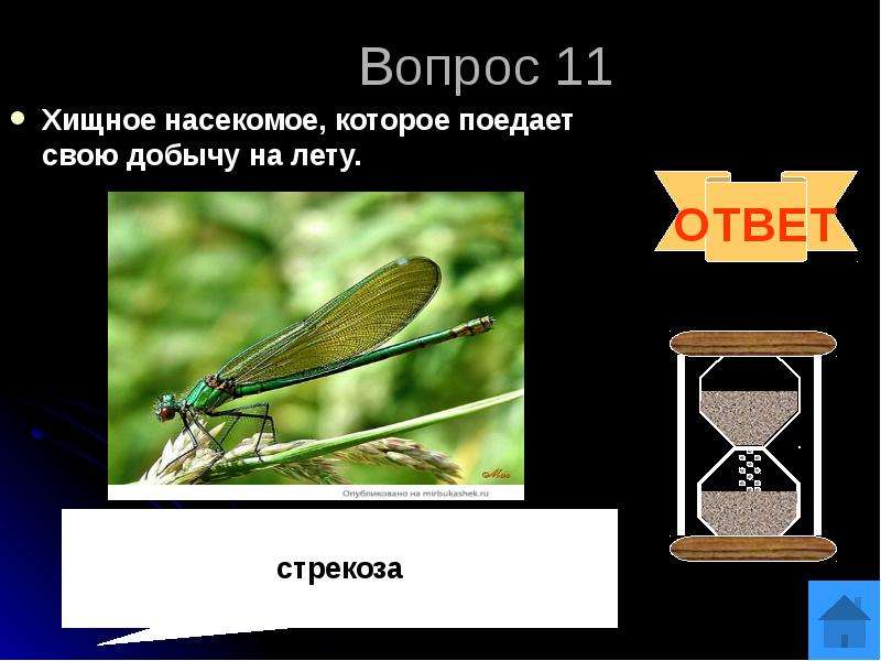 Хищное насекомое 5 букв. Хищное насекомое поедает свою добычу. Стрекоза ответ. Хищные насекомые для дошкольников. Вопрос хищник.