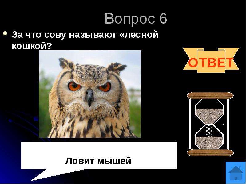 Как зовут сову. Какую птицу называют Лесной кошкой. Почему сову называют Лесной кошкой. Сова педагог для презентации. Как назвать сову мальчика.