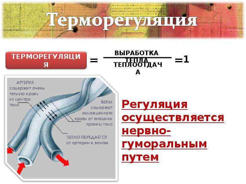 Терморегуляция организма закаливание 8 класс презентация