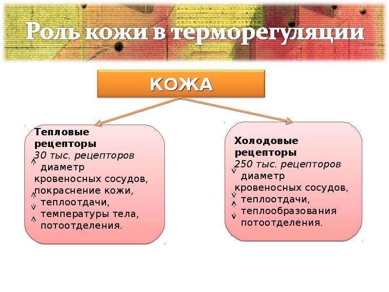 Терморегуляция организма презентация