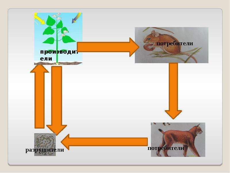 Схема круговорот веществ в природе 3 класс схема окружающий