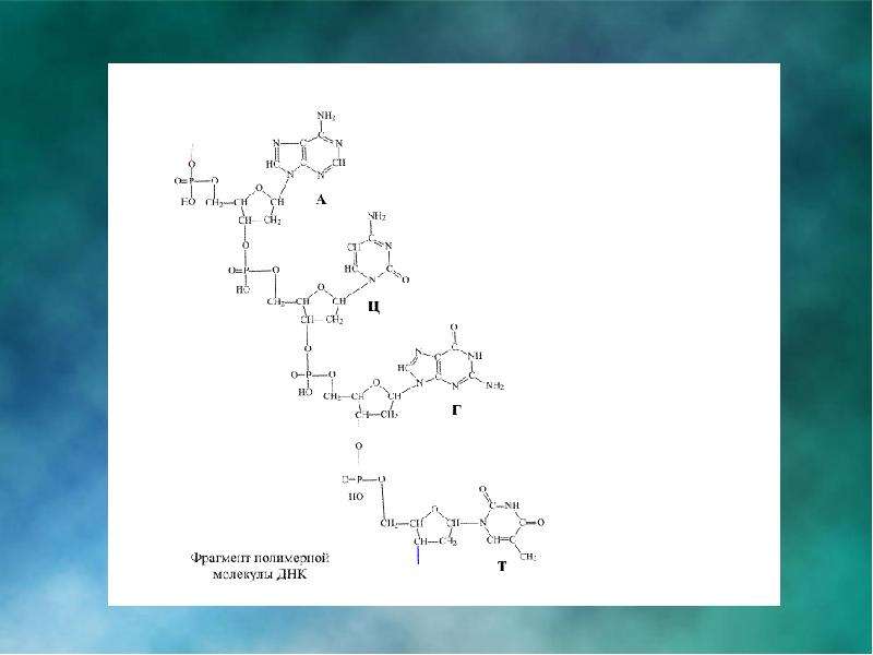 Составьте фрагмент. Строение фрагмента молекулы ДНК. Фрагмент молекулы ДНК формула. Фрагмент полимерной Цепочки ДНК. Фрагмент полимерной молекулы ДНК.