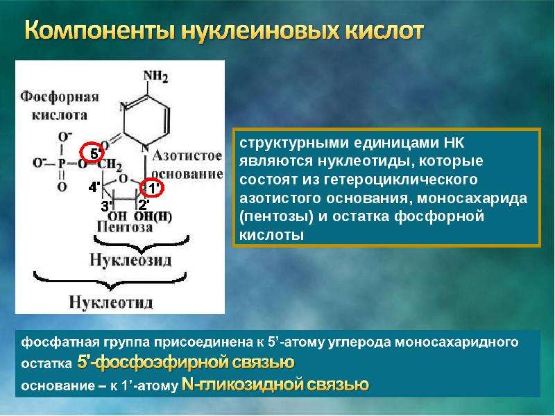 Мономер нуклеиновой кислоты аминокислота. Структурные компоненты нуклеиновых кислот. Структурными элементами нуклеиновых кислот являются. Структурные элементы нуклеиновых кислот. Структурная единица нуклеиновых кислот.