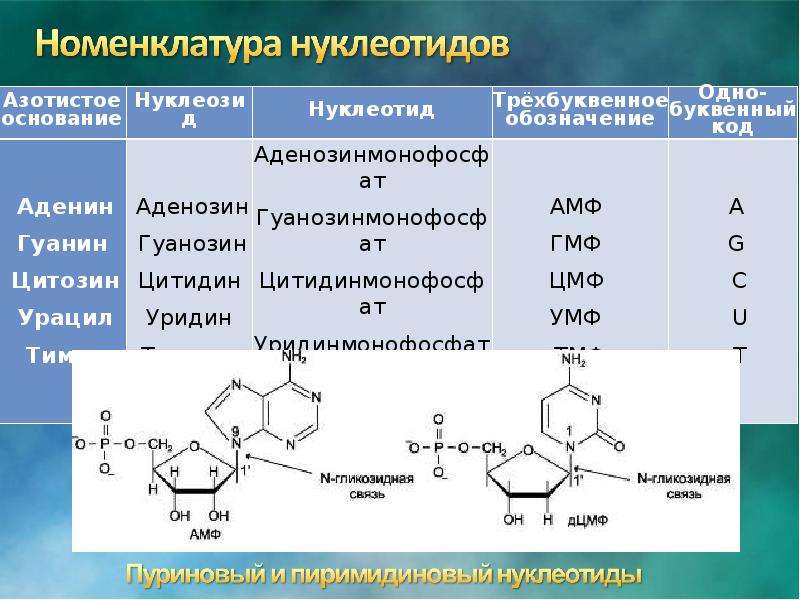 Какие из нуклеотидов входят в состав днк. Динуклеотид ЦМФ. ЦМФ нуклеотиды.
