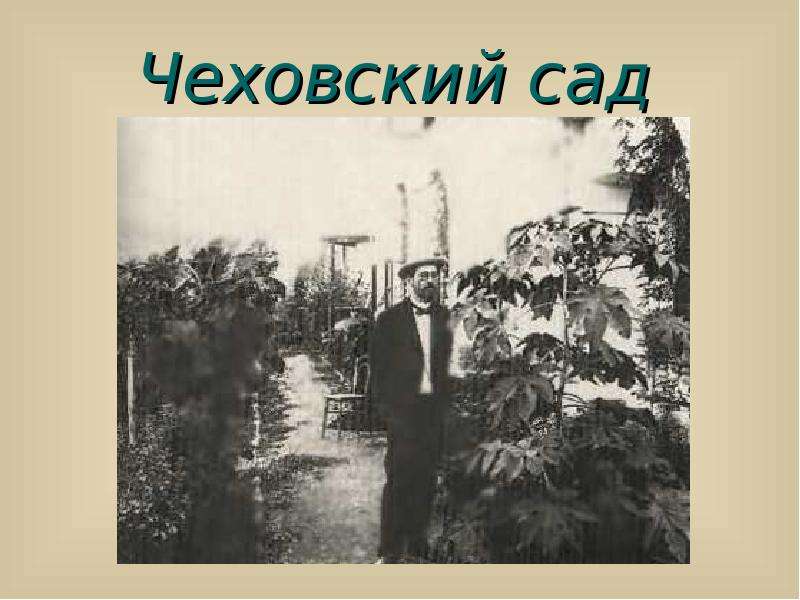 Чех сад. Чеховский сад логотип. Кедр в саду Чехова. 20 Сад Чехов. Чеховский сад 1920.