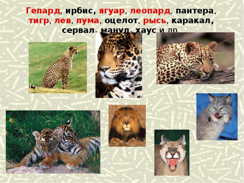 Ягуар рысь. Леопард Ягуар пантера. Тигр Лев леопард Ягуар гепард. Гепард и леопард и Ягуар и пантера и тигр и Лев. Гепард леопард Ягуар.