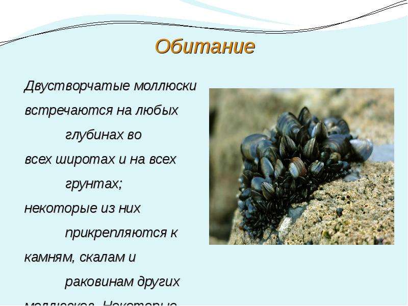 Двустворчатый моллюск 7. Место обитания двустворчатых. Среда обитания моллюсков. Среда обитания двустворчатых моллюсков. Сообщение о мидии.