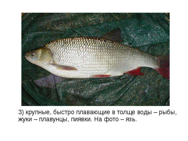 Рыба язь фото и описание польза и вред