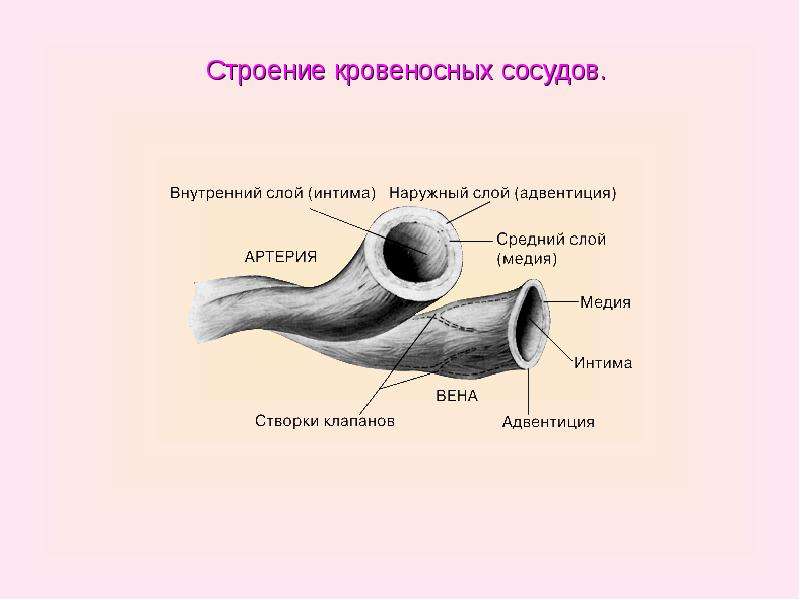 Презентация строение. Кровеносные сосуды факты. Строение 6 сосудов. Строение кровеносных сосудов у мыши. 1. Наружный слой кровеносных сосудов.