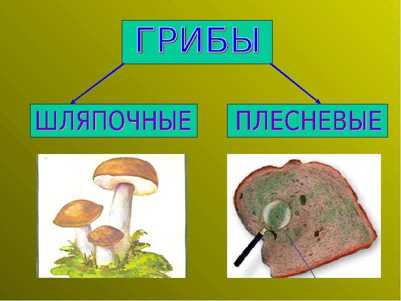 Плесневые грибы и шляпочные грибы примеры