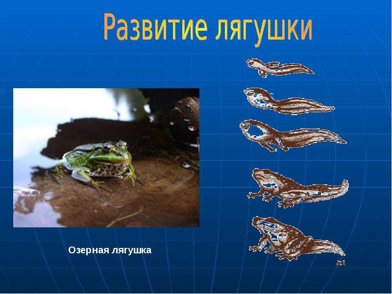 Развитие серой жабы. Классификация лягушки Озерной. Развитие лягушки. Развитие Озерной лягушки. Тип развития Озерной лягушки.