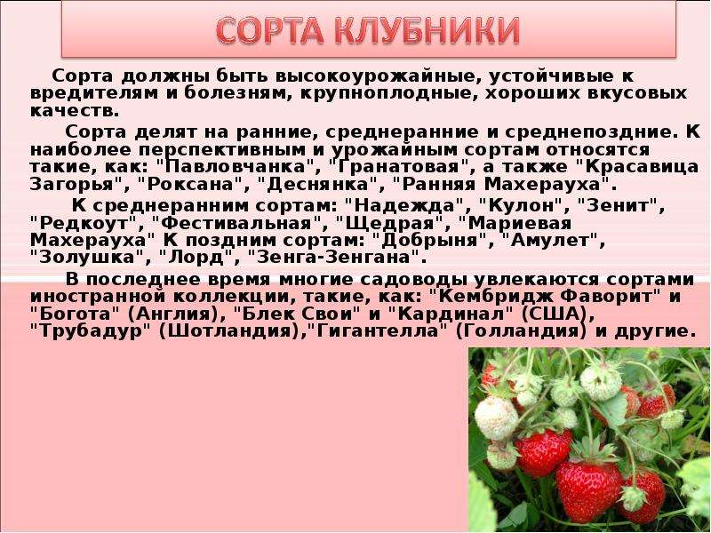 Земляника составить из букв. Земляника презентация. Краткая характеристика клубники. Клубника для презентации. Клубника описание растения.