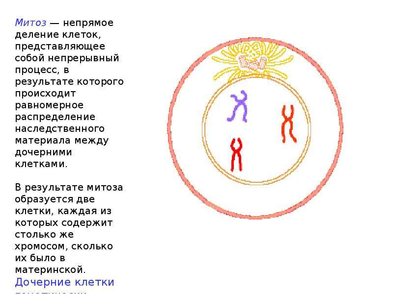 Непрямое деление. Что представляет собой деление клеток. Непрямое деление клетки презентация. Дочерние клетки генетически идентичны. Дочерние клетки идентичны родительской.