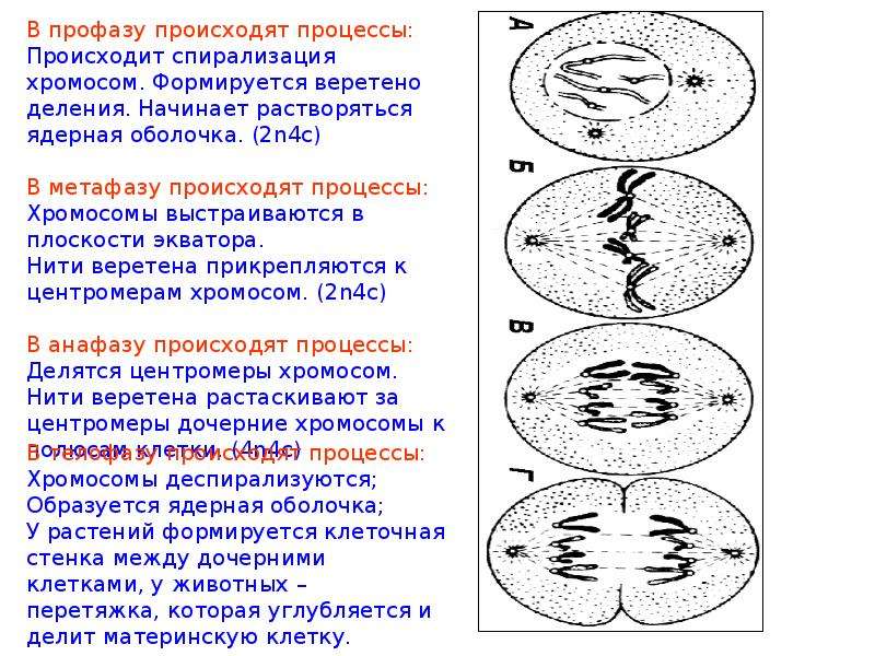 Веретено деления происходит в. Формирование веретена деления митоз. Профаза образование веретена деления. Формирование веретена деления фаза. Фазы митоза образование веретена деления.