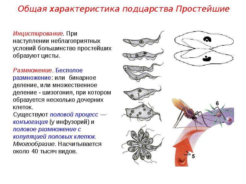 Подцарство простейшие презентация