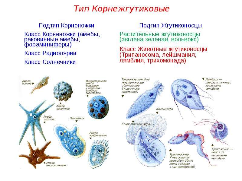 Подцарство простейшие презентация