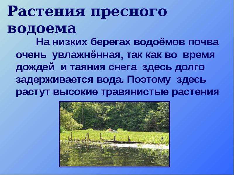 Почва в пресных водах. Растения пресного водоема и его берегов. Жизнь пресного водоема. Пресные водоемы это какие. Общая характеристика водоемов.