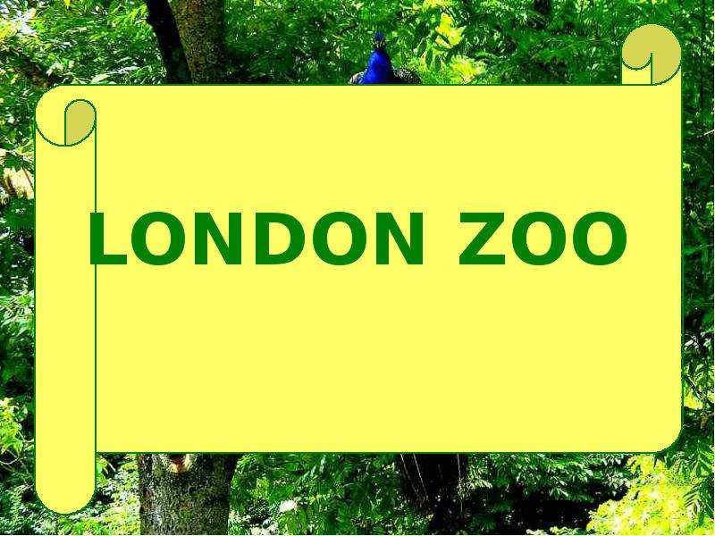 London zoo презентация