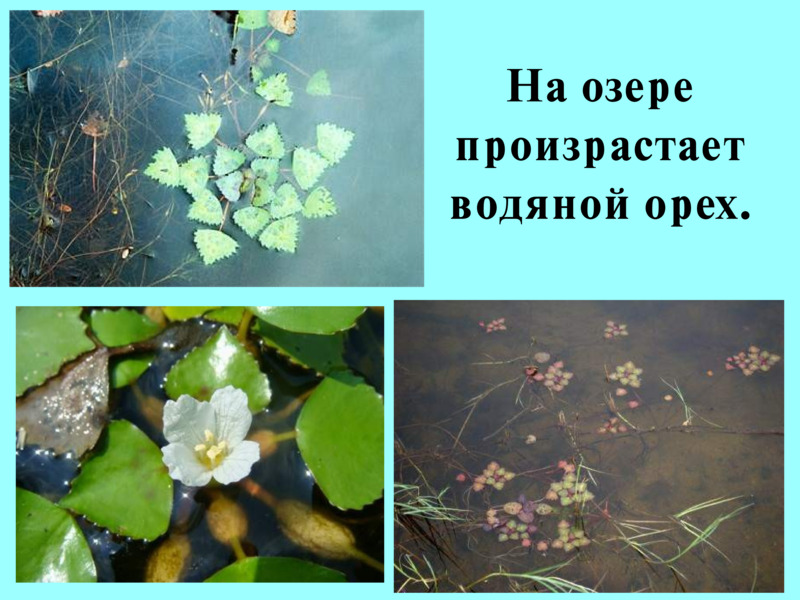 На озере произрастает  реликтовое растение лотос.  