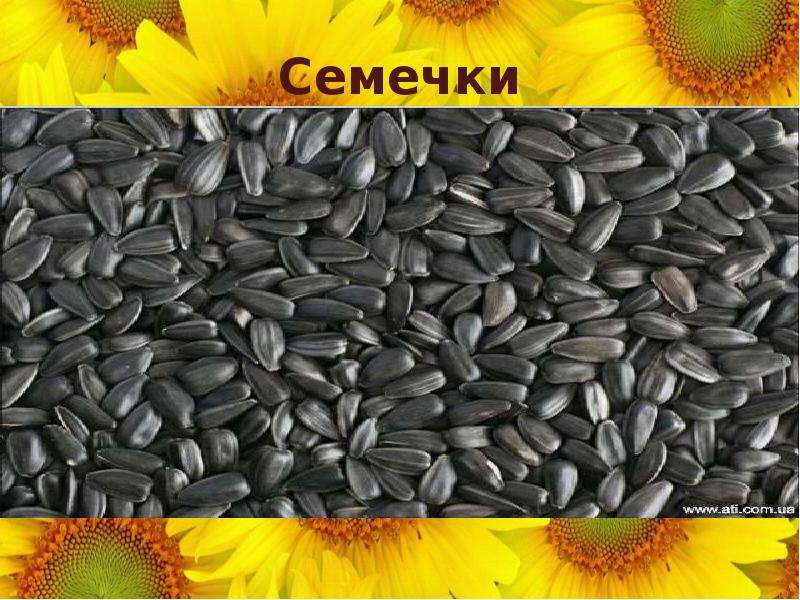 Детская картинка семечки