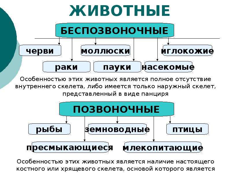 Таблица разнообразие животных. Беспозвоночные классификация таблица. Беспозвоночные и позвоночные животные таблица. Особенности беспозвоночных животных. Беспозвоночные животные классификация.