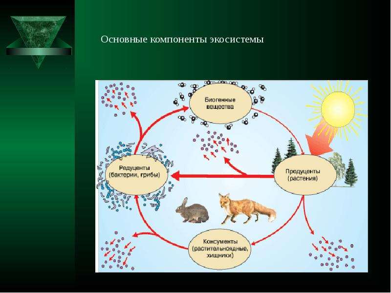 Экосистемы презентация 9 класс