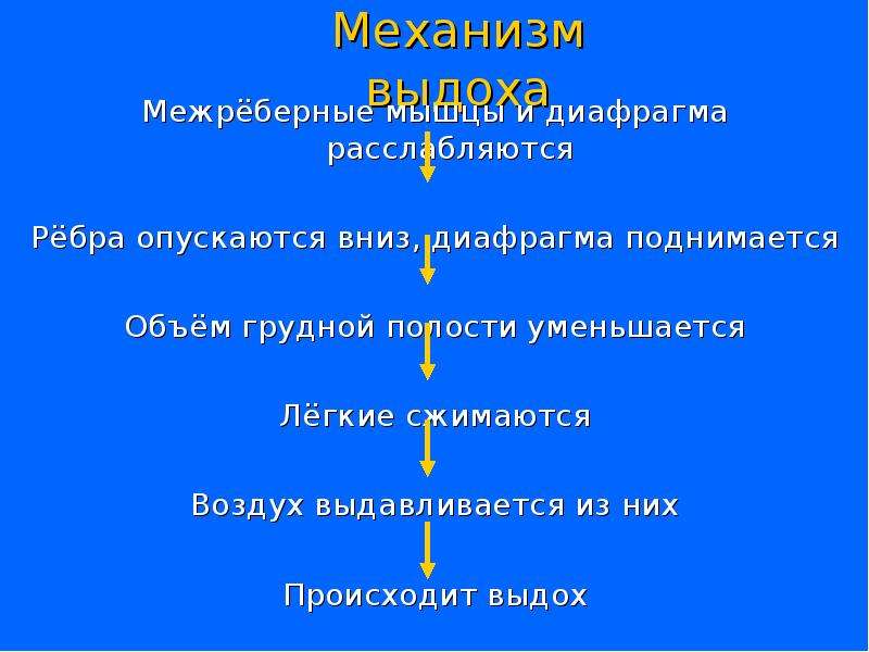 Зачем система. При выдохе диафрагма поднимается или опускается. Фрагма поднимается объем грудной полости уменьшается. Во время выдоха диафрагма поднимается или опускается. На выдохе диафрагма поднимается, а ребра опускаются.