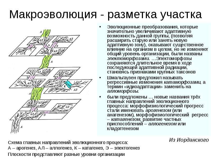 Макроэволюция 9 класс презентация