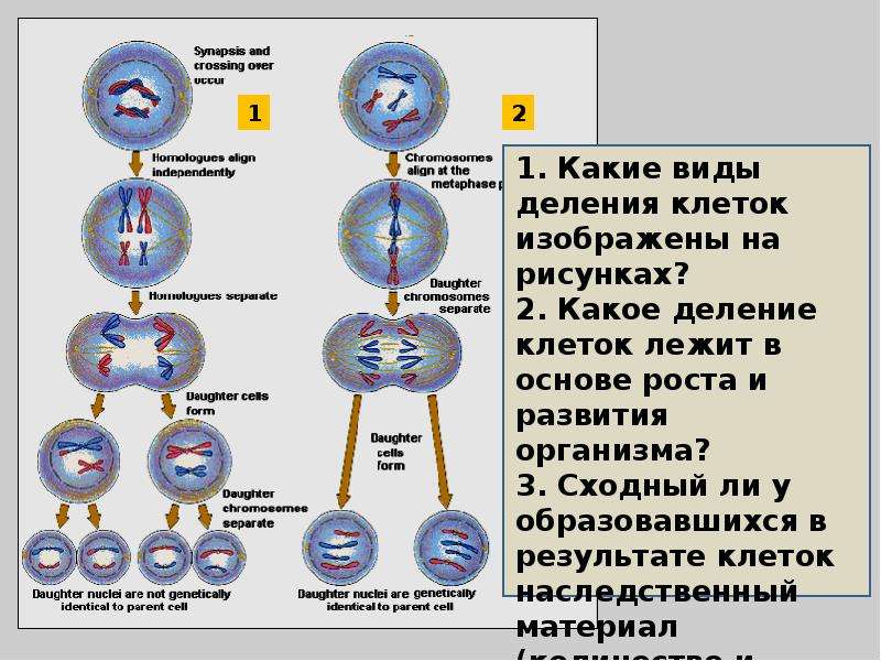 Система единое целое. Организм как единое целое таблица 8 класс.