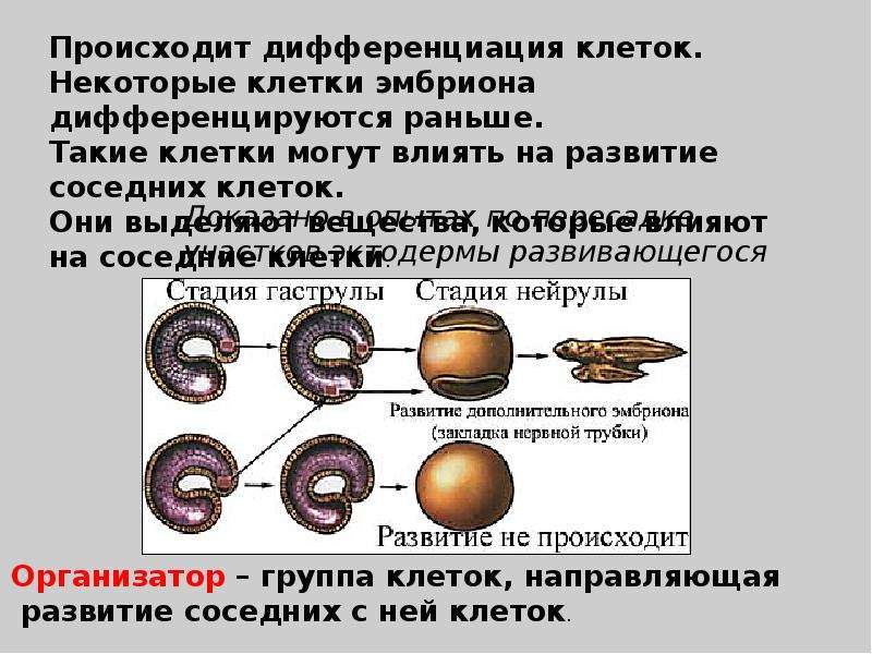 Зародышевые клетки. Дифференциация клеток. Дифференциация клеток это в биологии. Рост и дифференцировка клеток. Тест по биологии по теме «организм как единое целое».