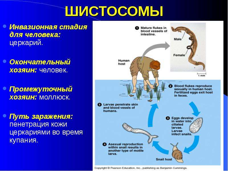 Жизненный цикл шистосомы. Schistosoma haematobium инвазионная стадия. Промежуточные хозяева шистосом. Шистосома окончательный хозяин.