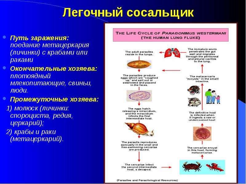 Жизненный цикл легочного сосальщика схема